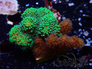 WYSIWYG - Stylophora Chimera (Pink and Green Bush/Green Fluo) 1