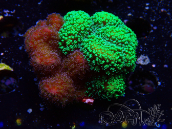 WYSIWYG - Stylophora Chimera (Pink and Green Bush/Green Fluo) 1