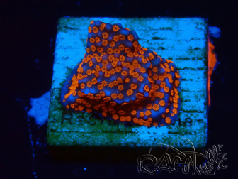 WYSIWYG Montipora Superman 11A1