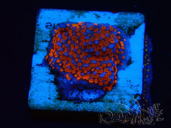 WYSIWYG Montipora Superman 11A2