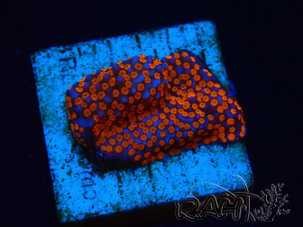 WYSIWYG Montipora Superman 11A3