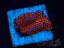 WYSIWYG Montipora Superman 11A3
