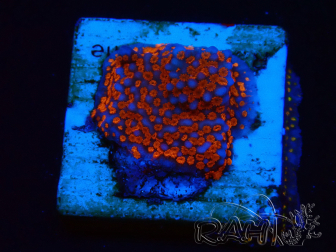 WYSIWYG Montipora Superman