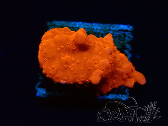 WYSIWYG Montipora Setosa