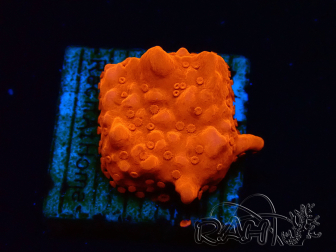 WYSIWYG Montipora Setosa 11A6
