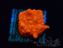 WYSIWYG Montipora Setosa Green Grafted