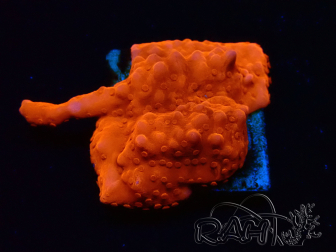 WYSIWYG Montipora Setosa Purple Grafted