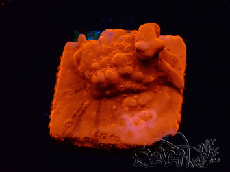 WYSIWYG Montipora Setosa Purple Grafted