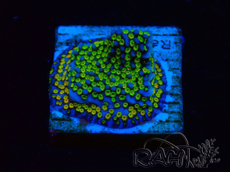 WYSIWYG Montipora Ultraman