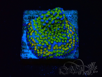 WYSIWYG Montipora tuberculosa ultraman 11B3