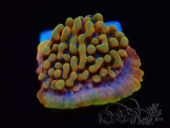 WYSIWYG JF Montipora Altered Ego