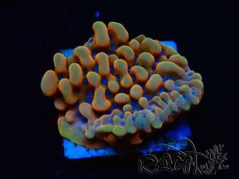 WYSIWYG JF Montipora Altered Ego