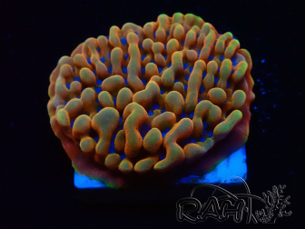 WYSIWYG JF Montipora Altered Ego