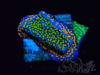 WYSIWYG Montipora Rainbow 11C1