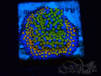 WYSIWYG Montipora Rainbow