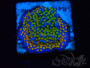 WYSIWYG Montipora Rainbow 11C2