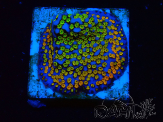 WYSIWYG Montipora Rainbow