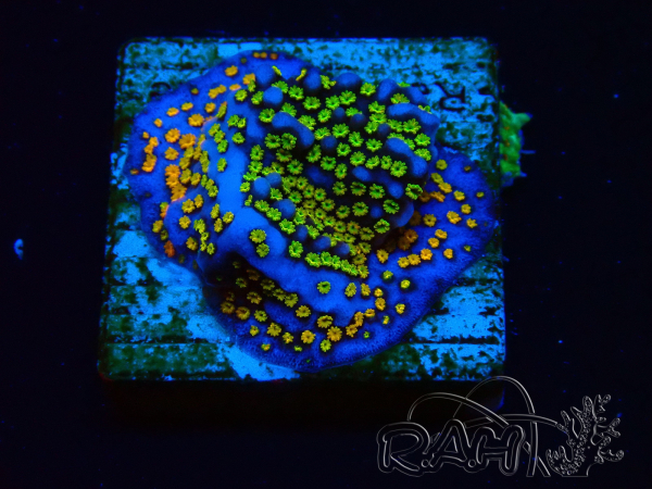 WYSIWYG Montipora Rainbow 11C4