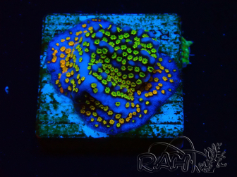 WYSIWYG Montipora Rainbow 11C4