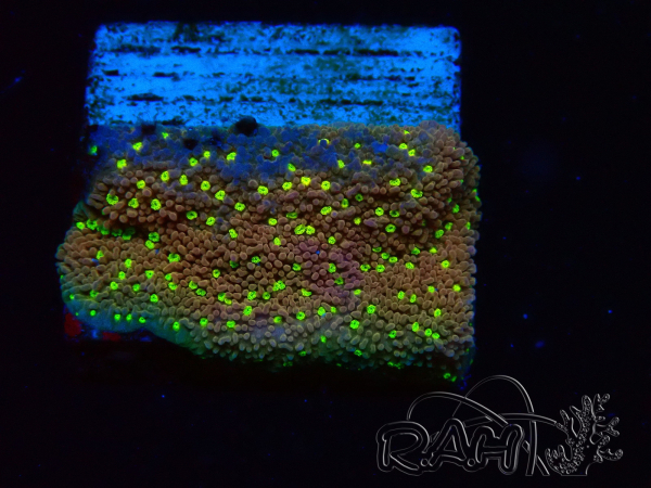 WYSIWYG Montipora Habanero