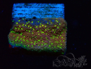 WYSIWYG Montipora Habanero