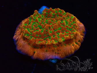 WYSIWYG RAH Montipora Phoenix evolution 11D5