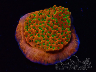 WYSIWYG RAH Montipora Phoenix evolution 11D6