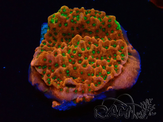 WYSIWYG RAH Montipora Phoenix evolution 11D7