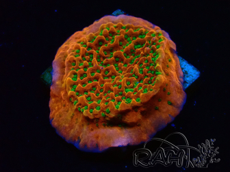 WYSIWYG RAH Montipora Phoenix evolution