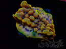 WYSIWYG Montipora Crazy T 11E3