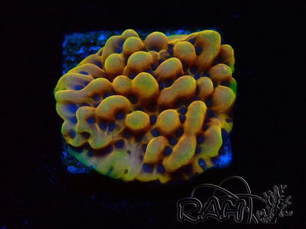 WYSIWYG Montipora Crazy T 11E4