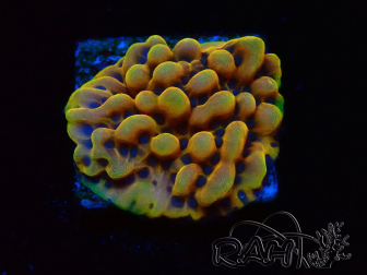 WYSIWYG Montipora Crazy T 11E4