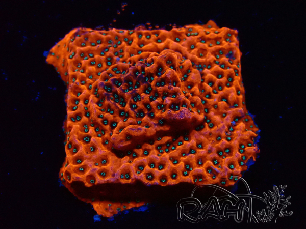 WYSIWYG WWC Montipora Dragon Fruit 11E5