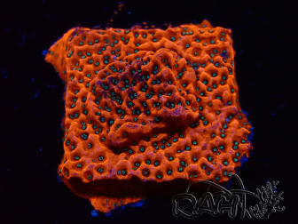 WYSIWYG WWC Montipora Dragon Fruit