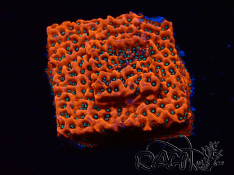 WYSIWYG WWC Montipora Dragon Fruit