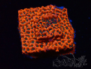 WYSIWYG WWC Montipora Dragon Fruit 11E7