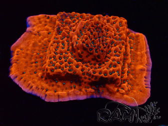 WYSIWYG WWC Montipora Dragon Fruit