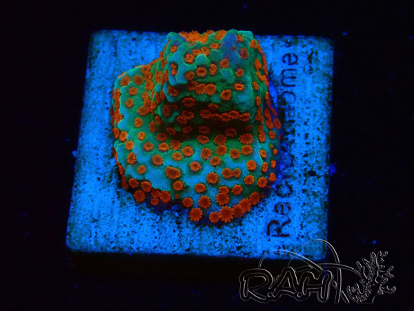 WYSIWYG RAH Montipora Reverse Sunset 11F1
