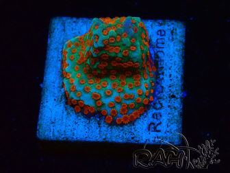 WYSIWYG RAH Montipora Reverse Sunset