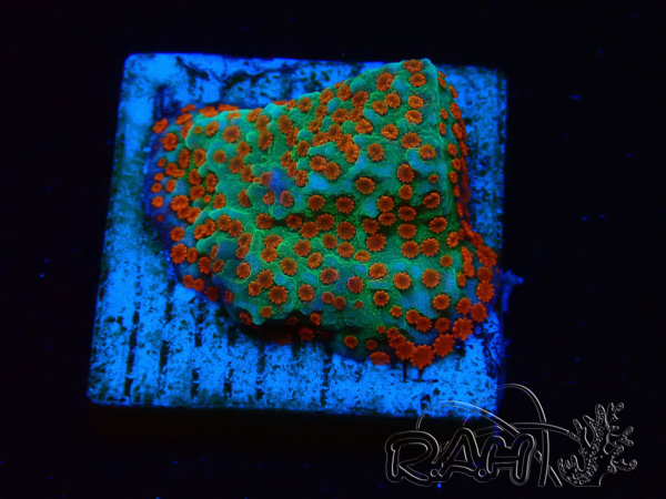 WYSIWYG RAH Montipora Reverse Sunset