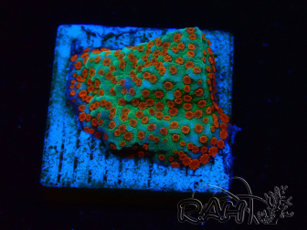 WYSIWYG RAH Montipora Reverse Sunset