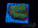 WYSIWYG RAH Montipora Reverse Sunset 11F2