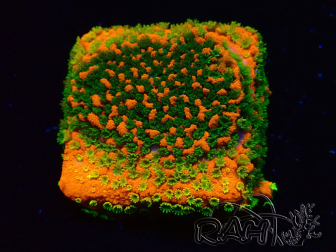 WYSIWYG Montipora Sunset 11F8