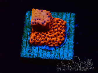 WYSIWYG RAH Montipora Mystic Sunset 11G5