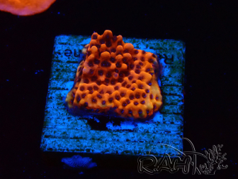 WYSIWYG RAH Montipora Mystic Sunset 11G8