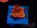 WYSIWYG RAH Montipora Mystic Sunset 11G8