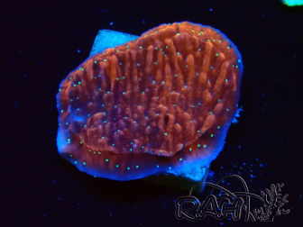 WYSIWYG SK Snow Montipora plato