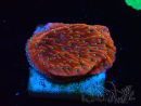 WYSIWYG SK Snow Montipora Platte