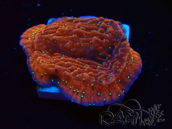 WYSIWYG SK Snow Montipora plato