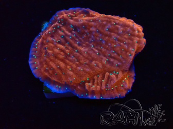 WYSIWYG SK Snow Montipora plateau 11H4